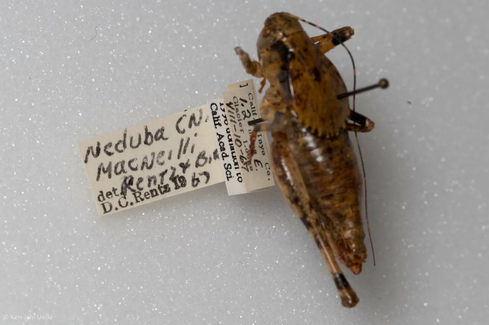 Académie des sciences de Californie