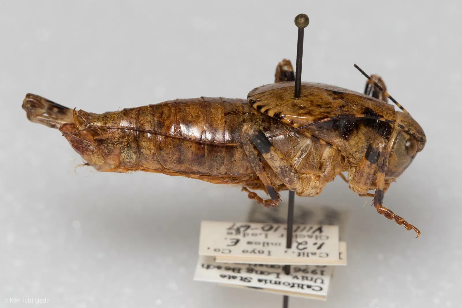 Académie des sciences de Californie