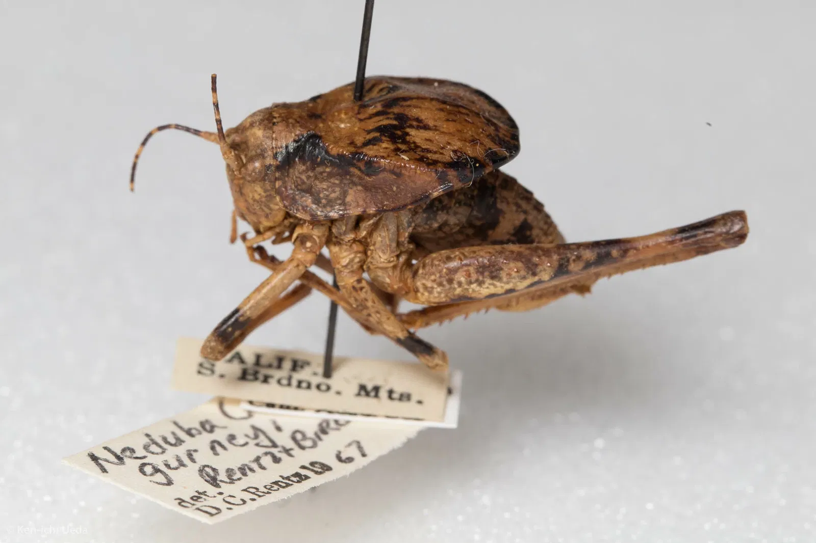 California Academy of Sciences