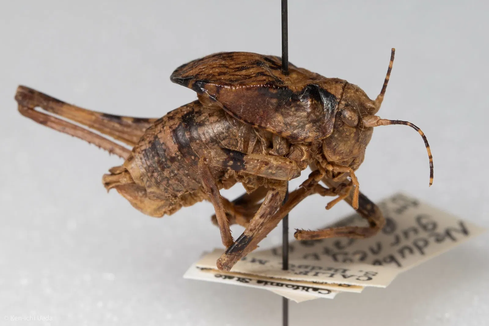 Academia de Ciencias de California