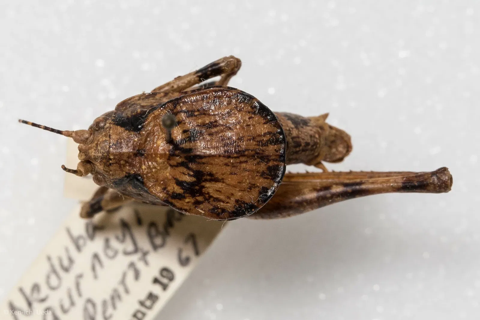 Académie des sciences de Californie