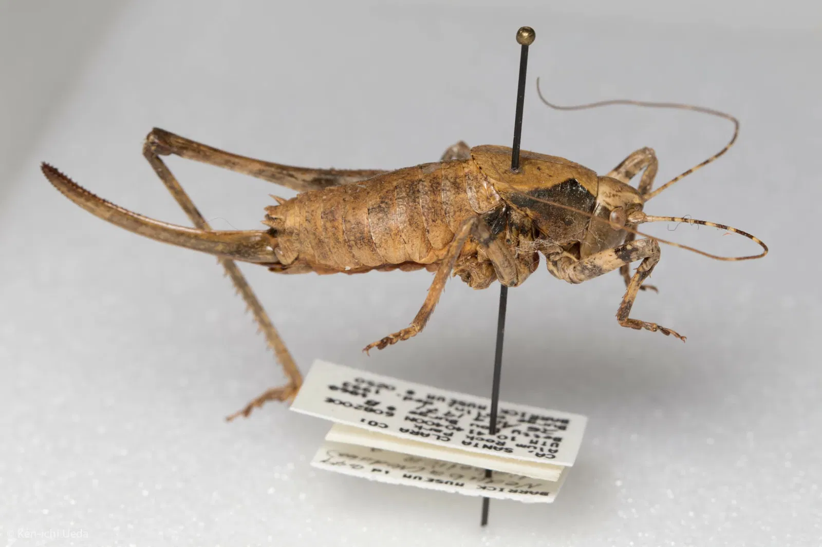 Academia de Ciencias de California