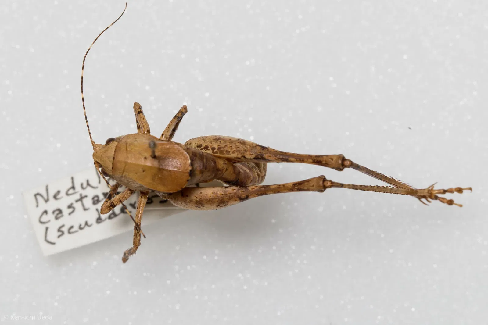 Academia de Ciencias de California