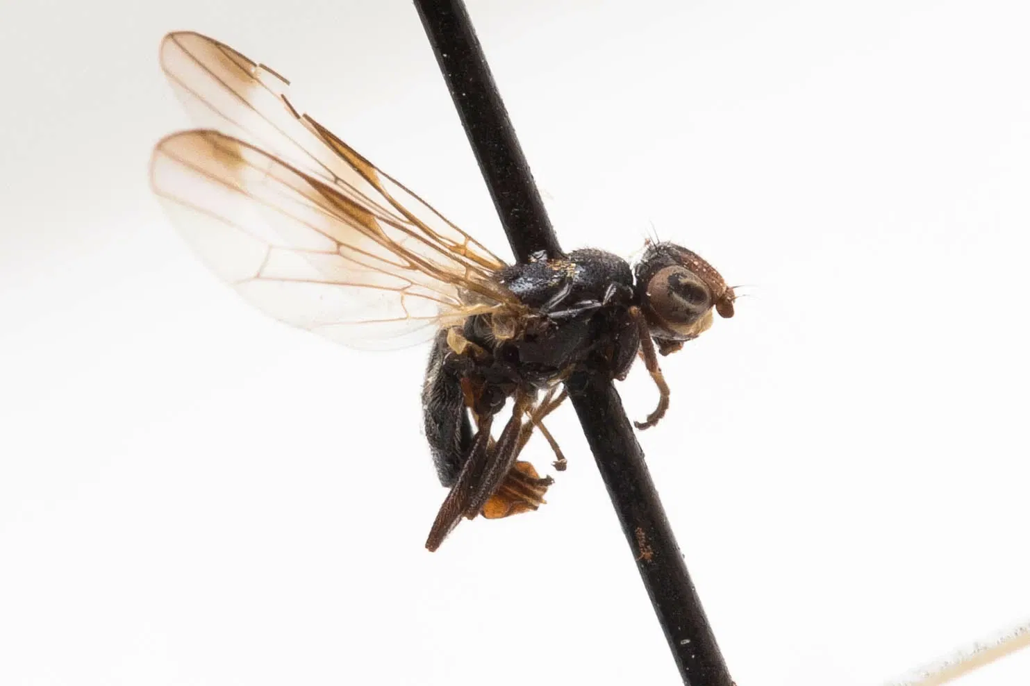 Académie des sciences de Californie