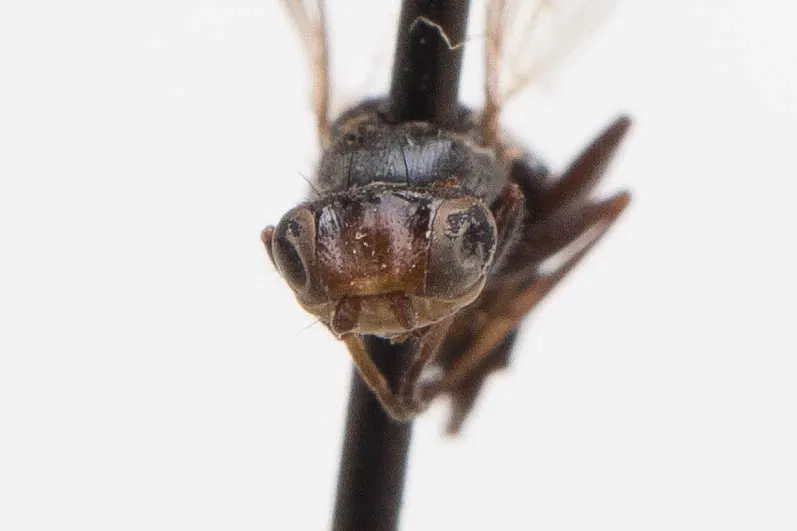 California Academy of Sciences