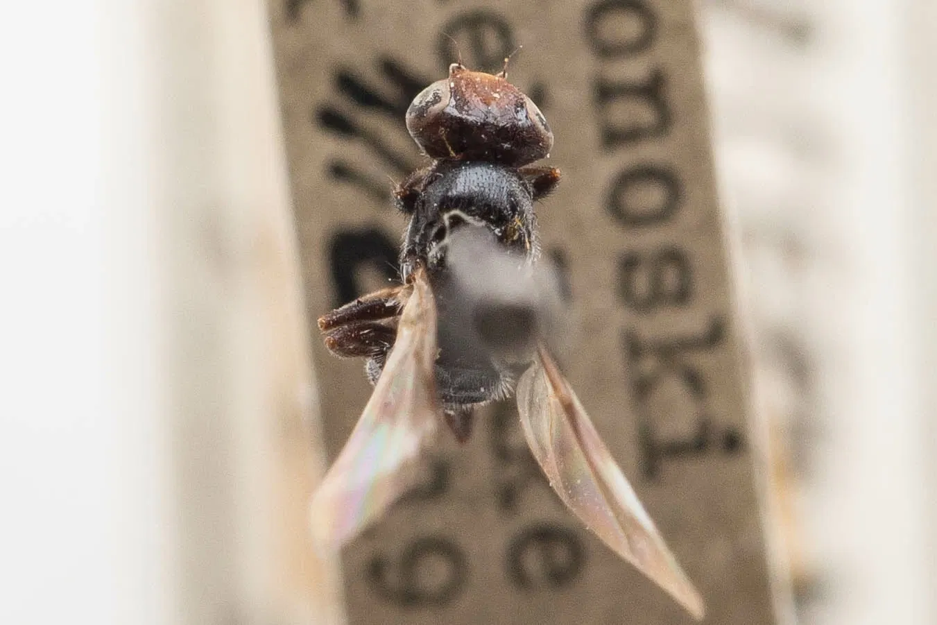 Academia de Ciencias de California