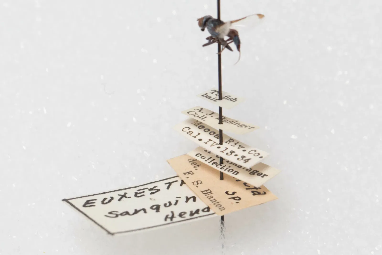 California Academy of Sciences