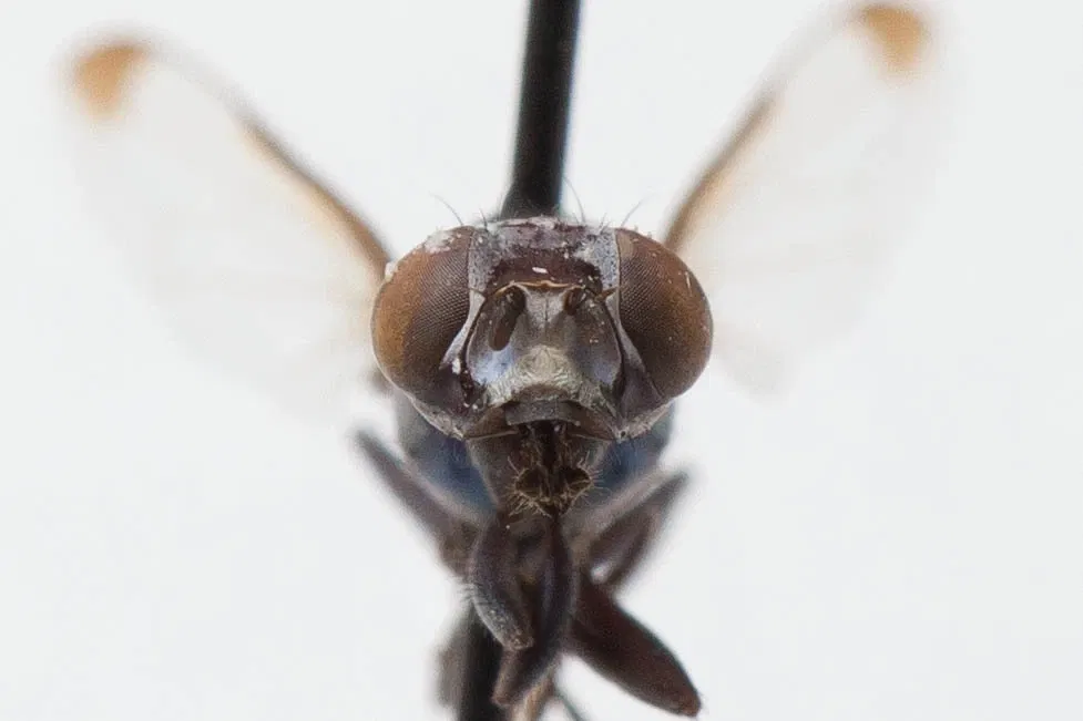 California Academy of Sciences