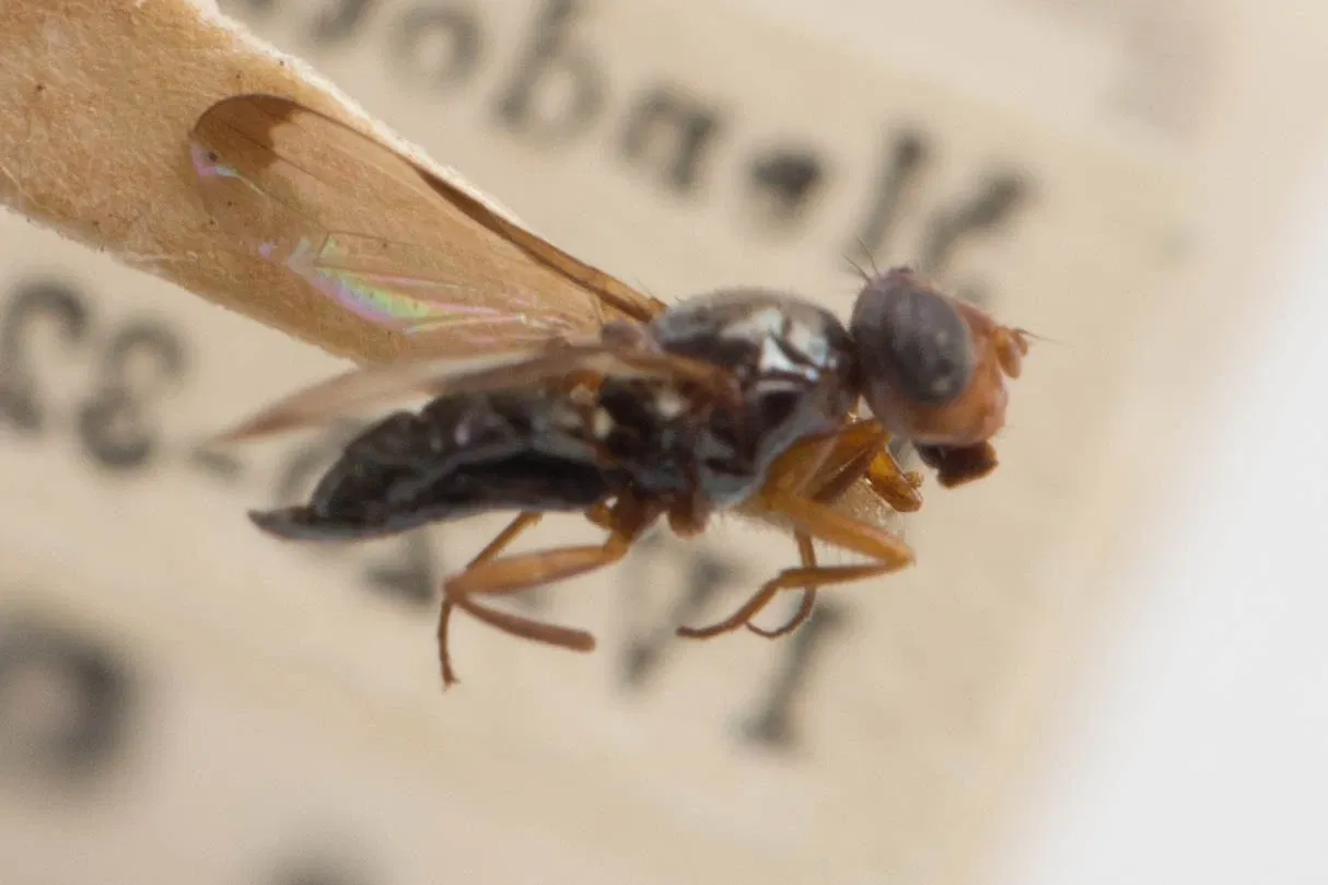 Académie des sciences de Californie