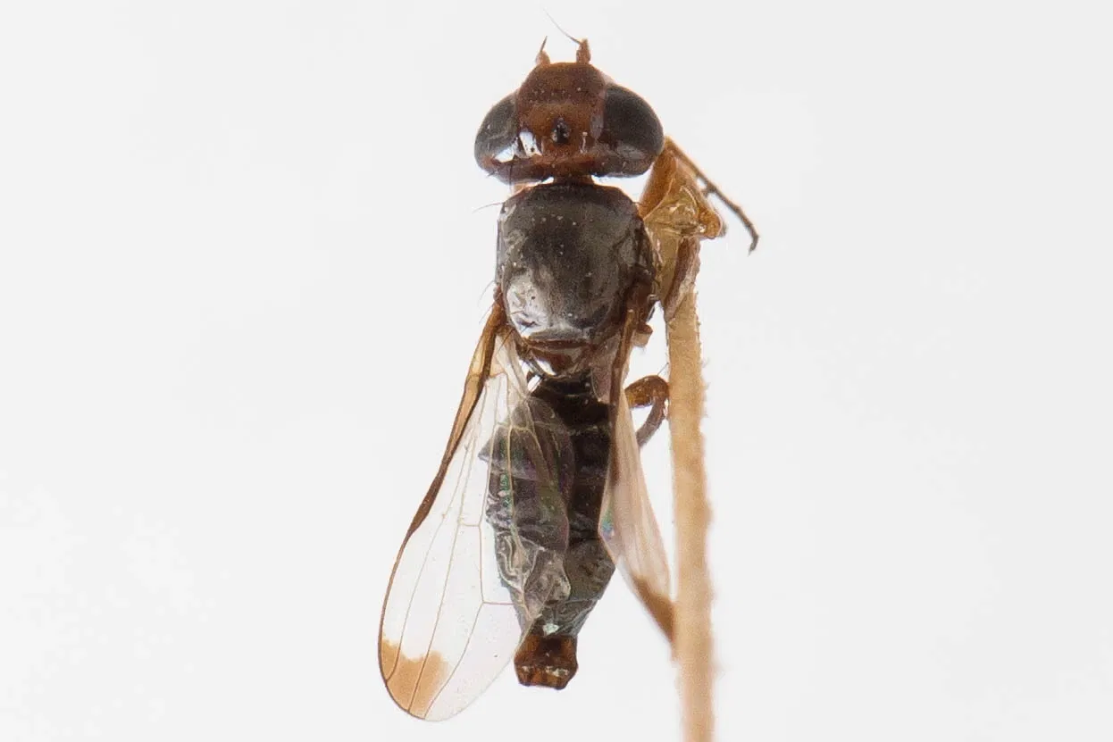 Academia de Ciencias de California