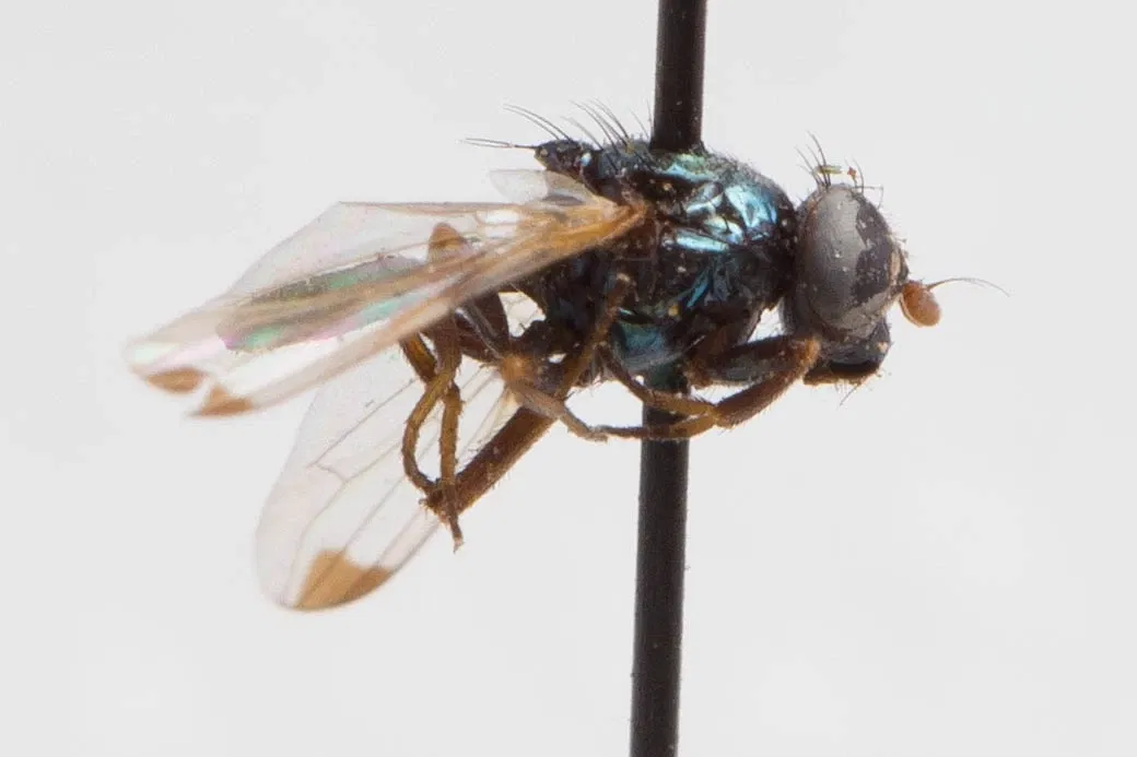 Academia de Ciencias de California