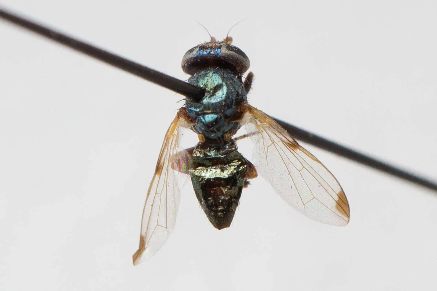 California Academy of Sciences