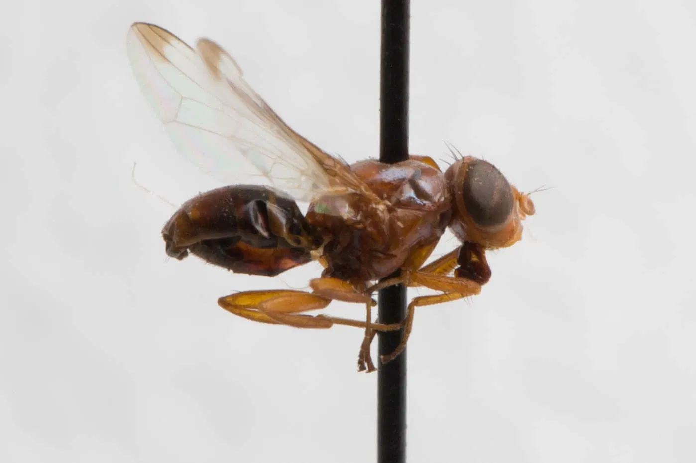 California Academy of Sciences