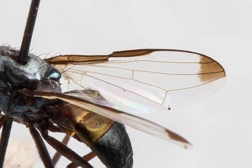 California Academy of Sciences