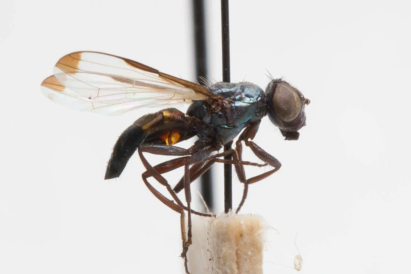 California Academy of Sciences