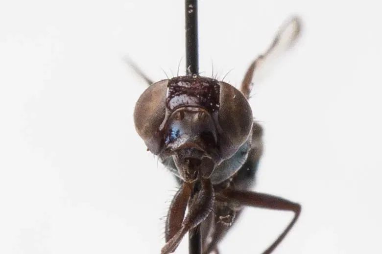 Académie des sciences de Californie