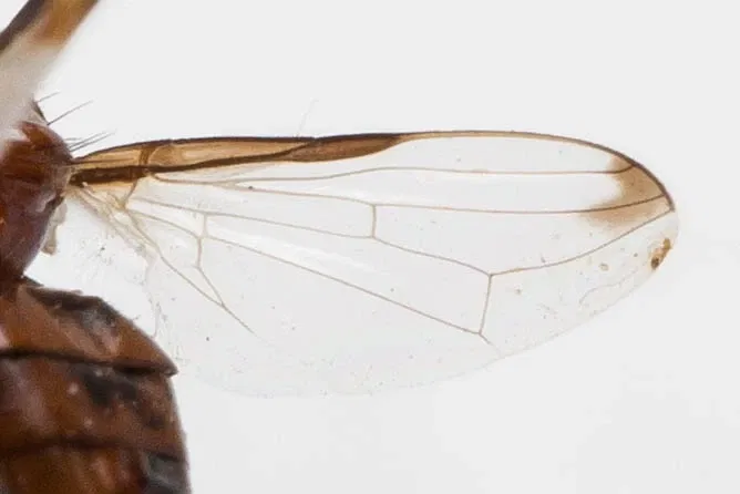 Academia de Ciencias de California