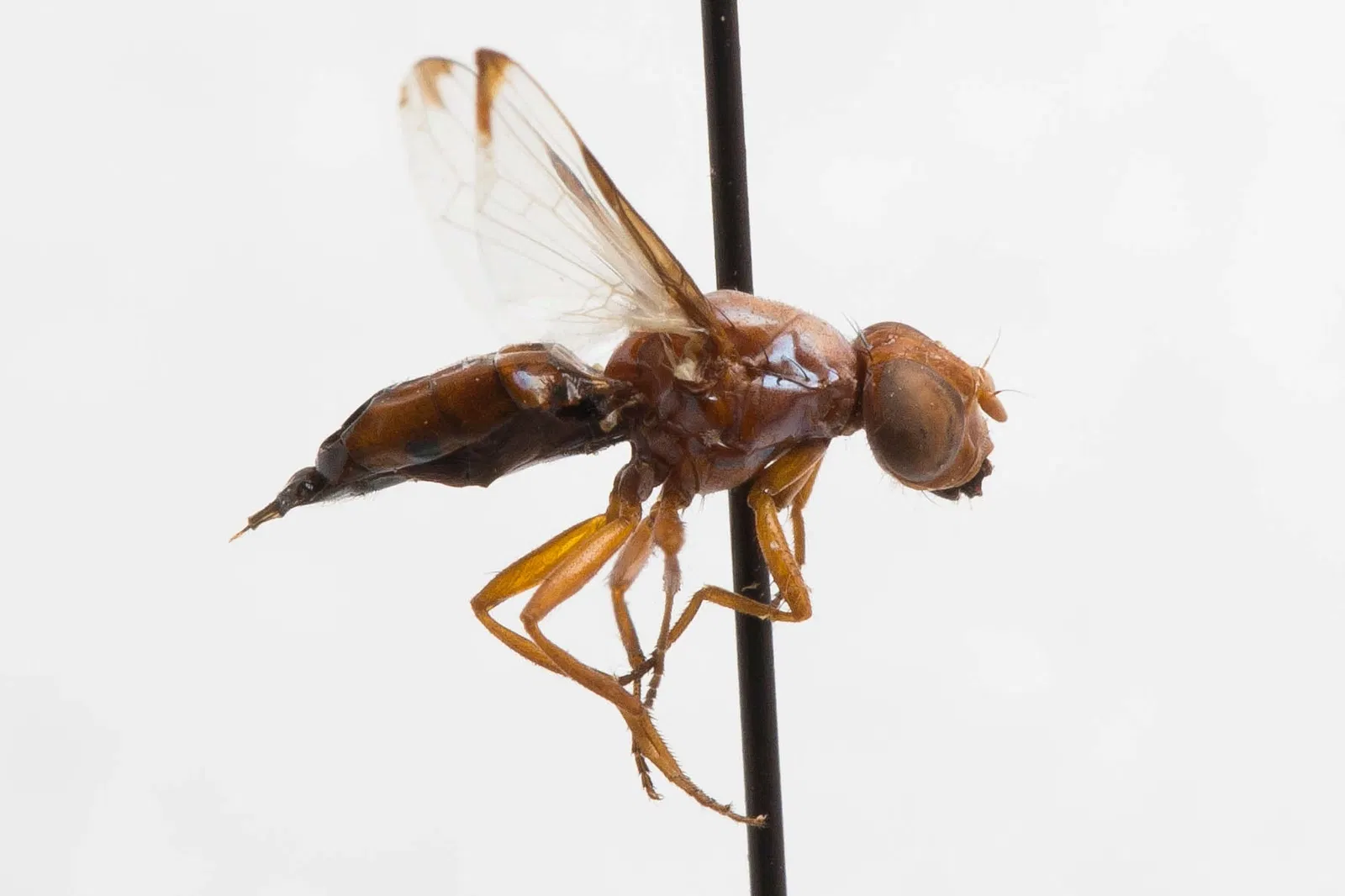 Académie des sciences de Californie