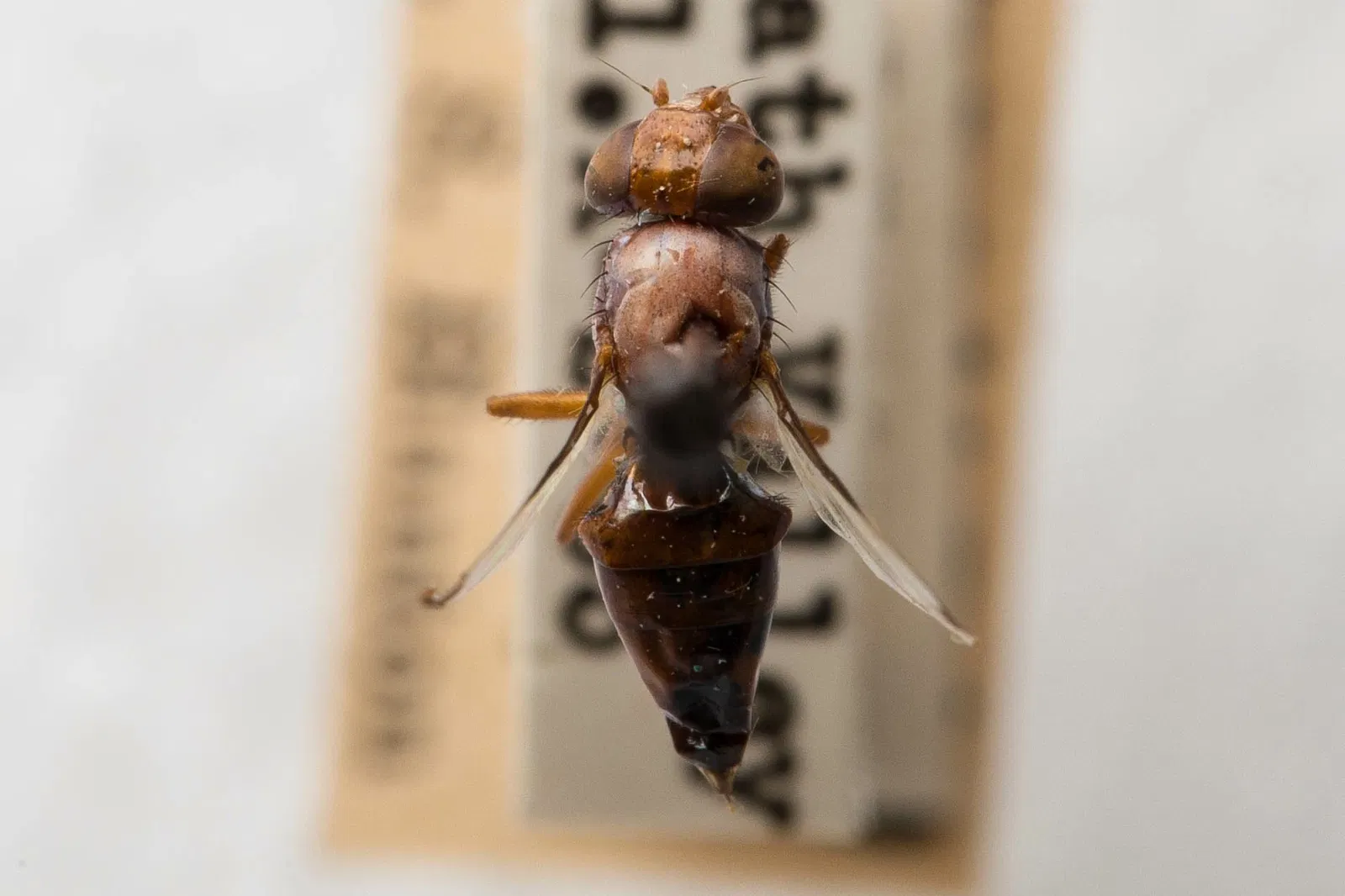 Academia de Ciencias de California