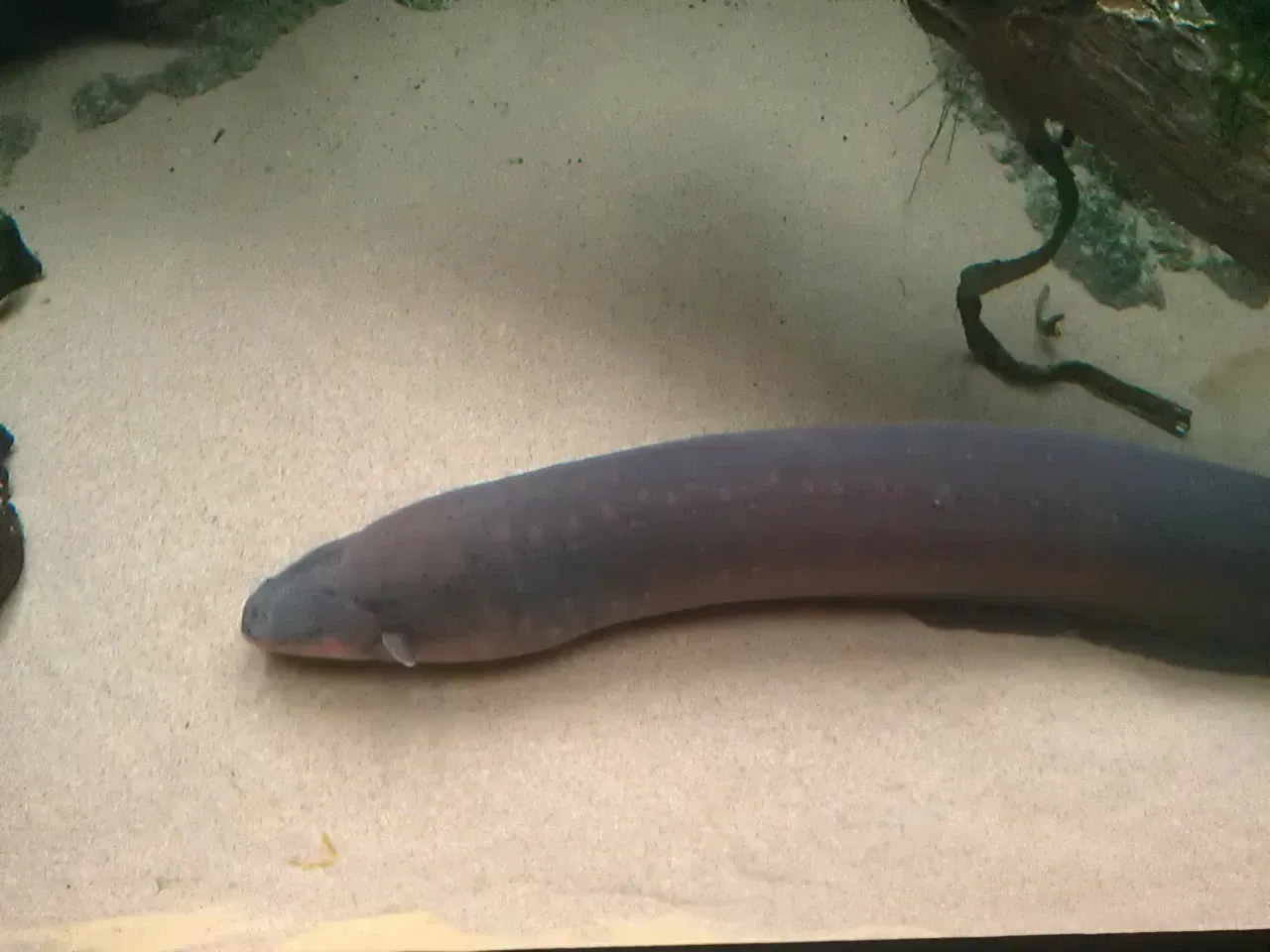 California Academy of Sciences