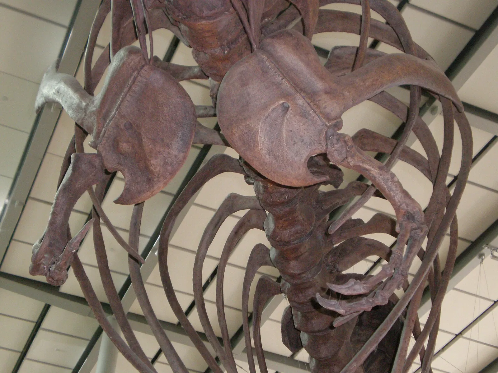 Académie des sciences de Californie