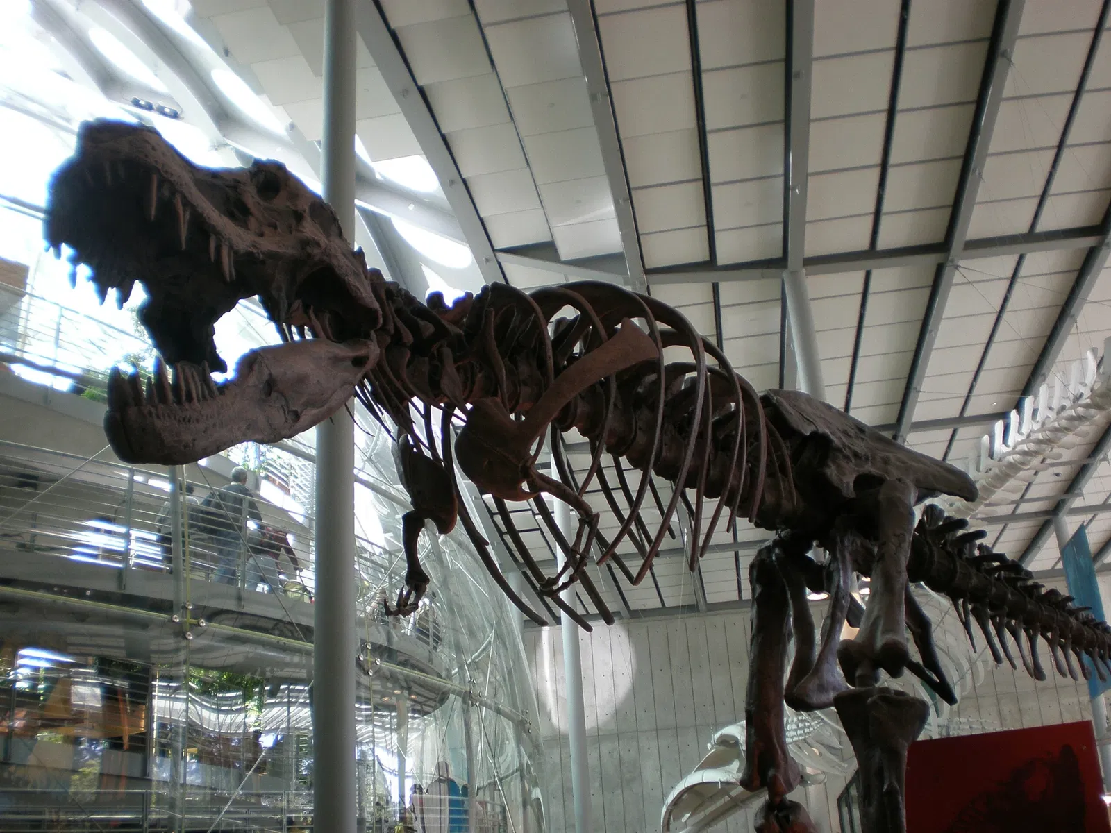 California Academy of Sciences