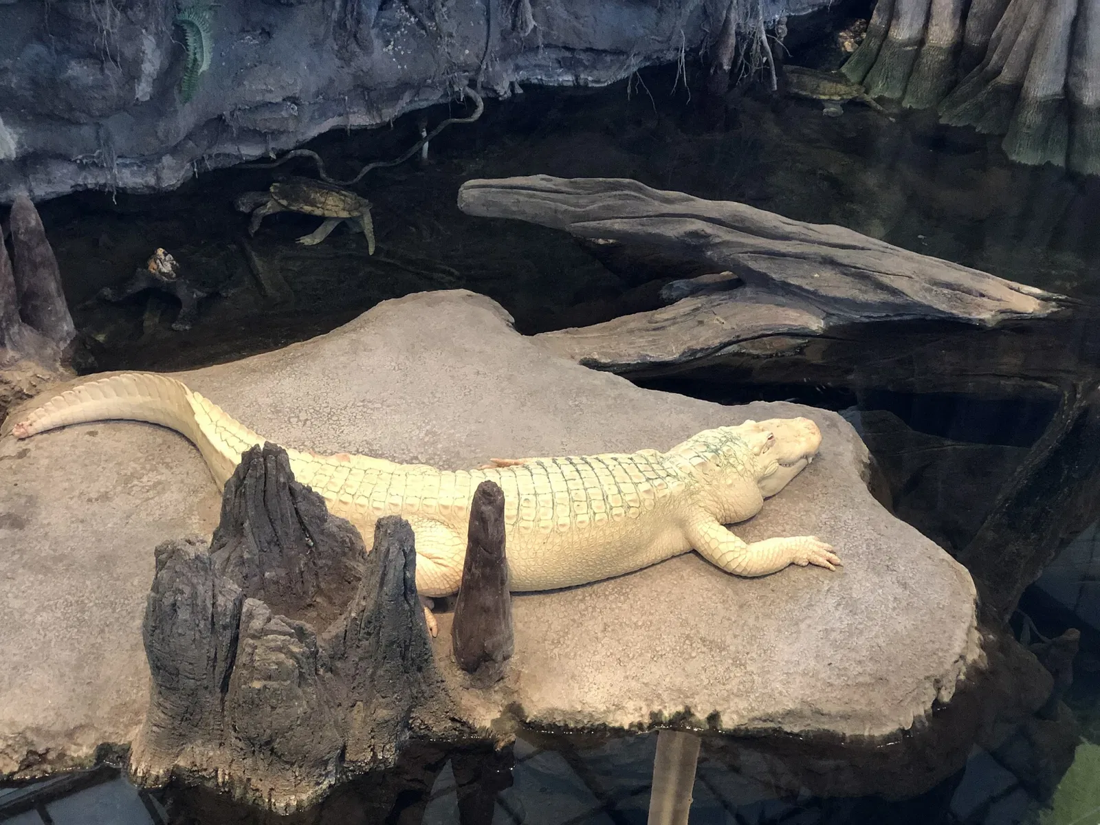 California Academy of Sciences