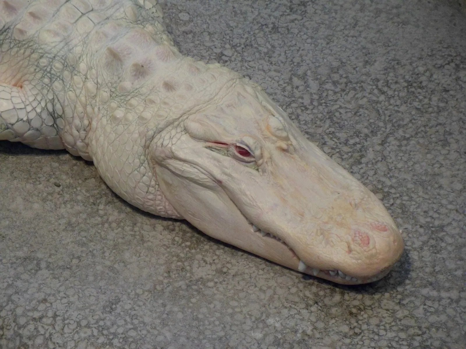 California Academy of Sciences