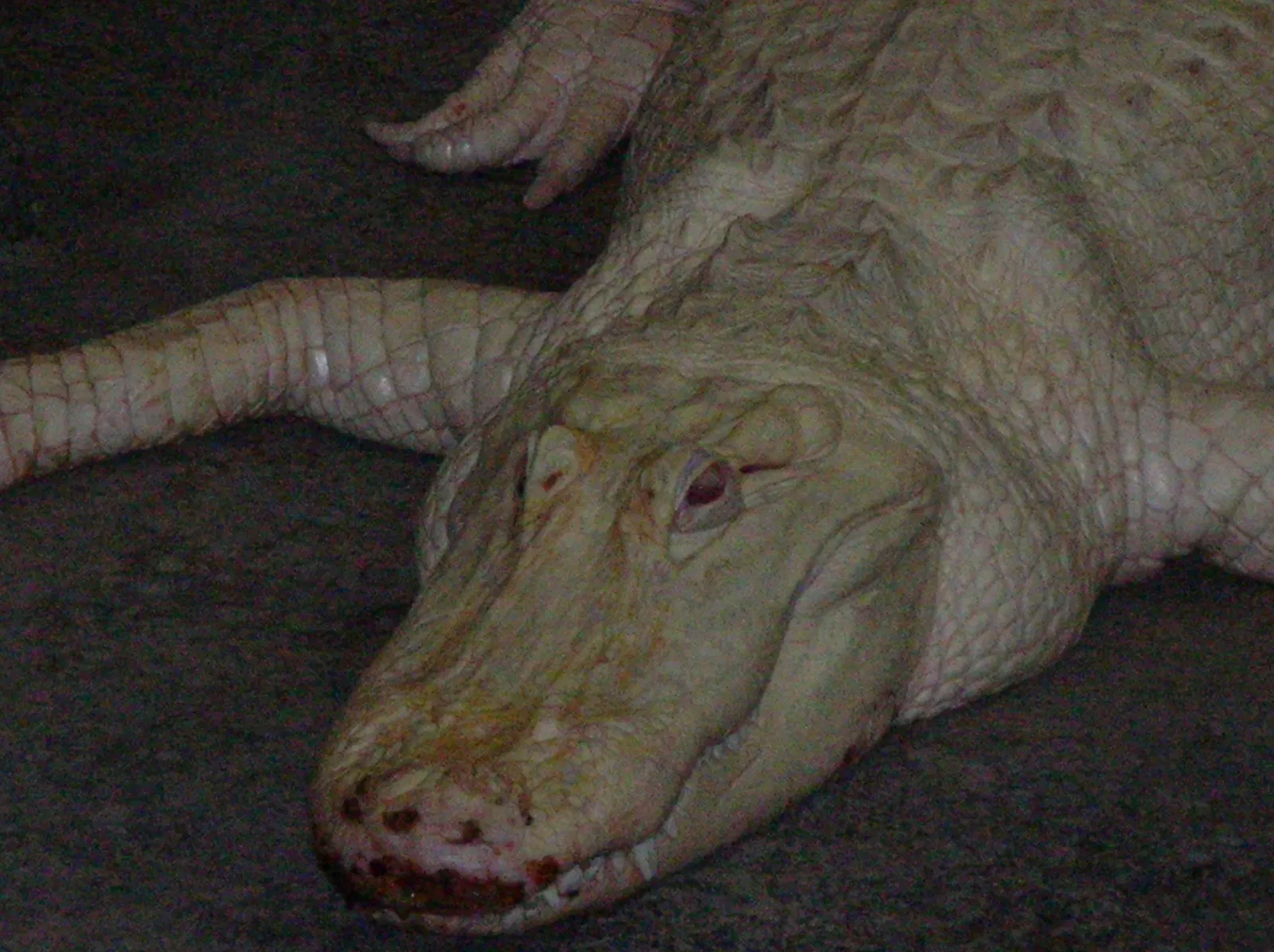 Académie des sciences de Californie