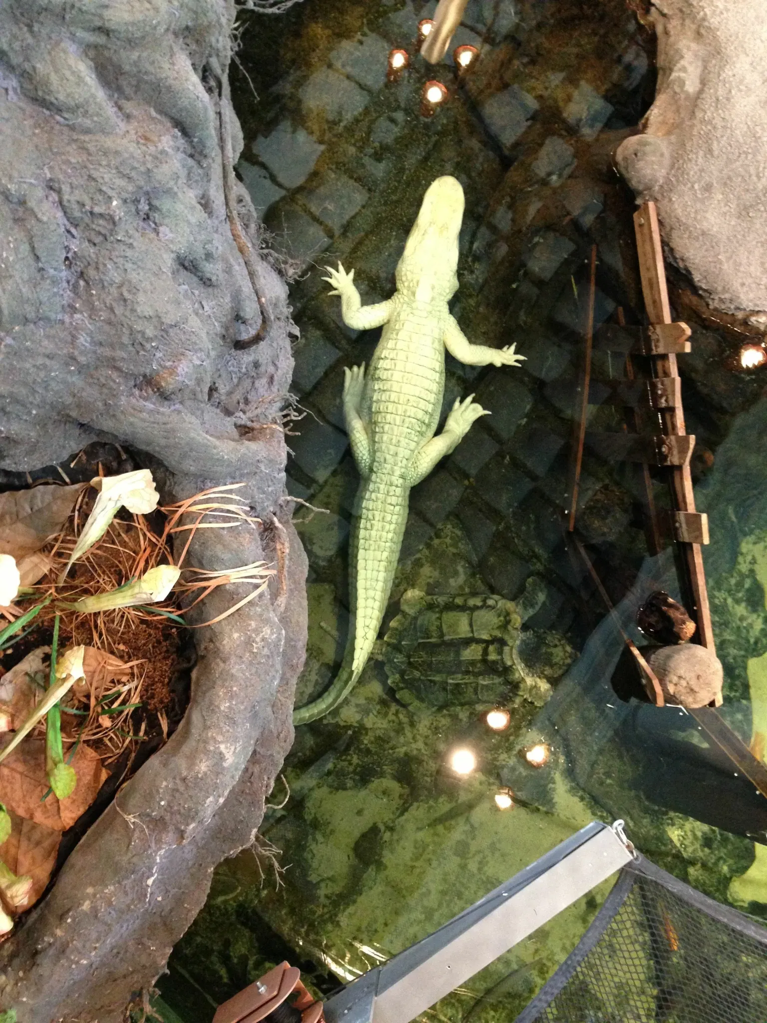 California Academy of Sciences