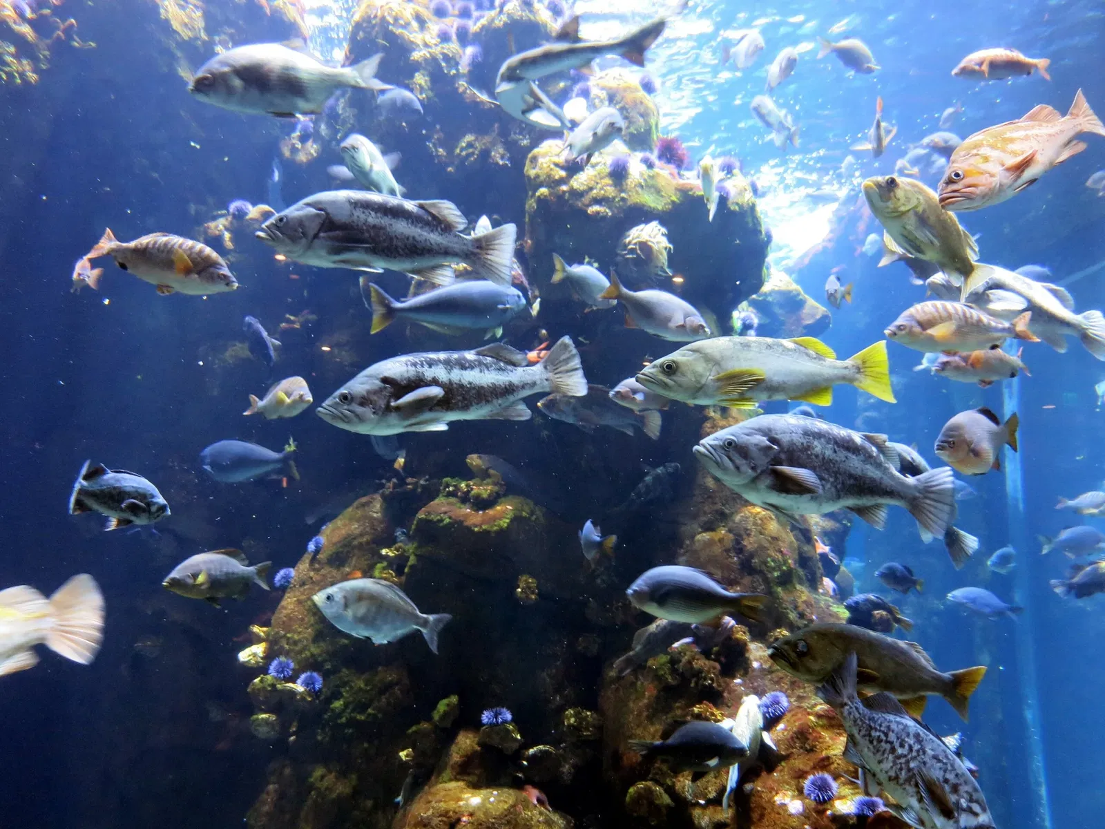 California Academy of Sciences