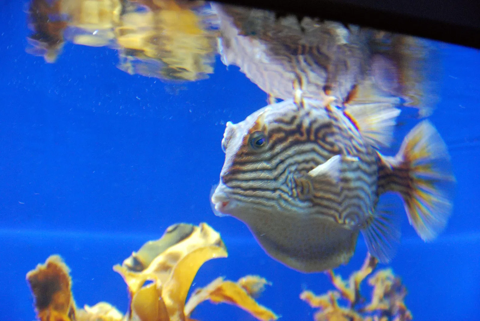 California Academy of Sciences