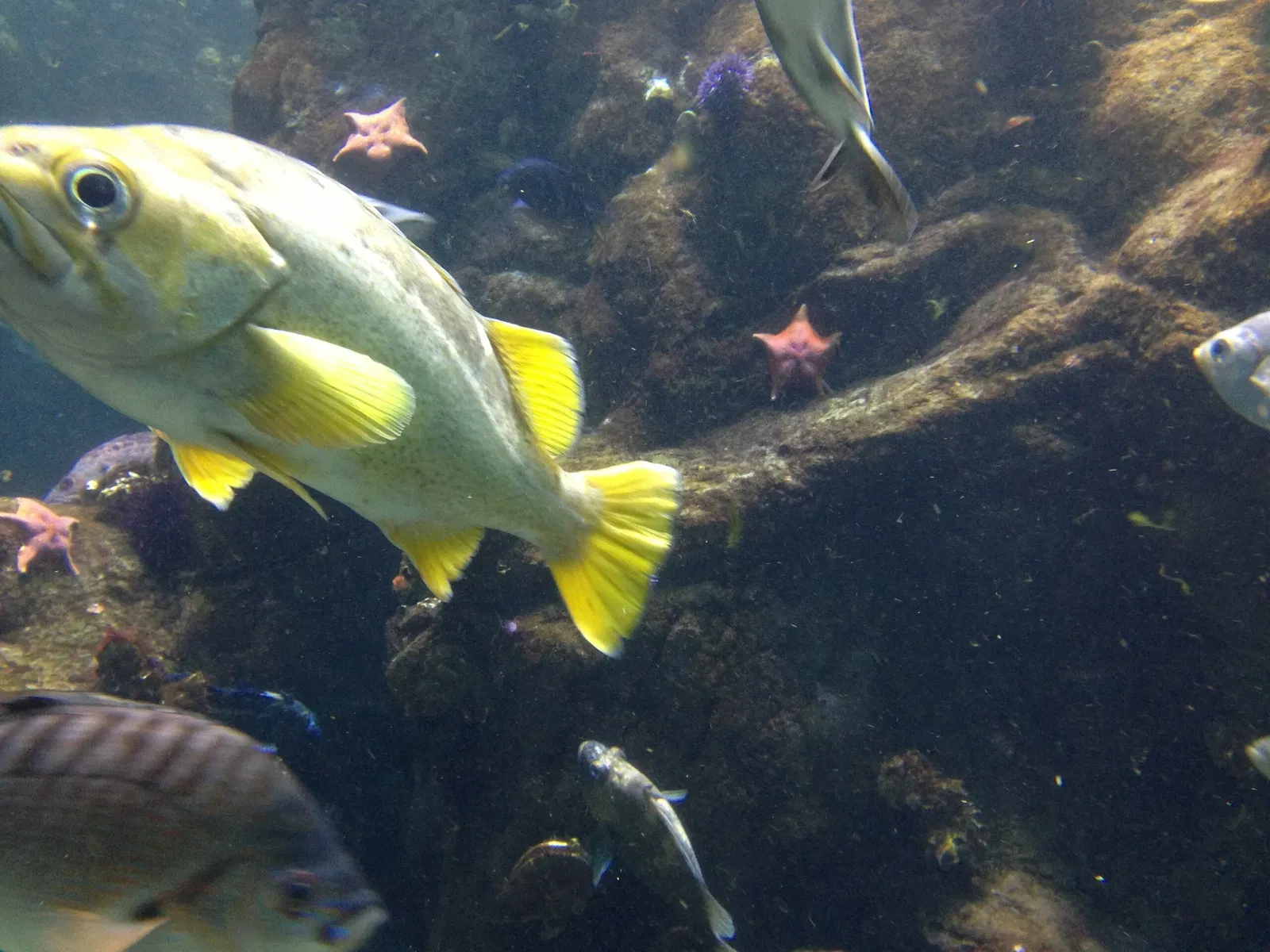 California Academy of Sciences