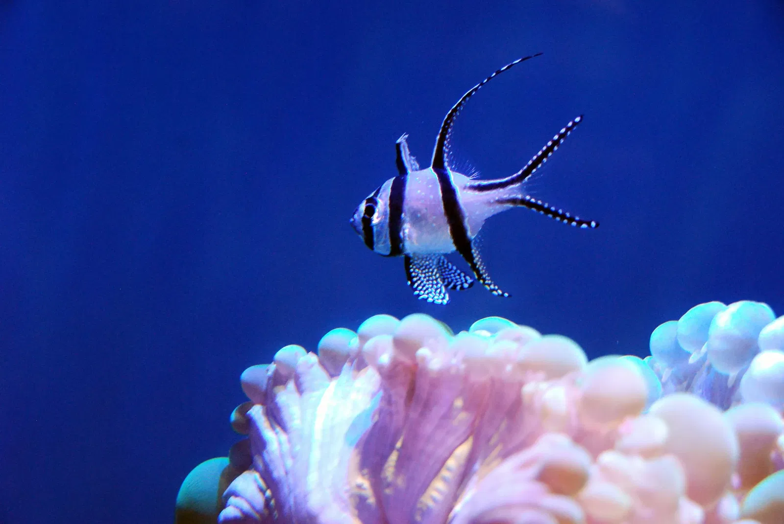 California Academy of Sciences