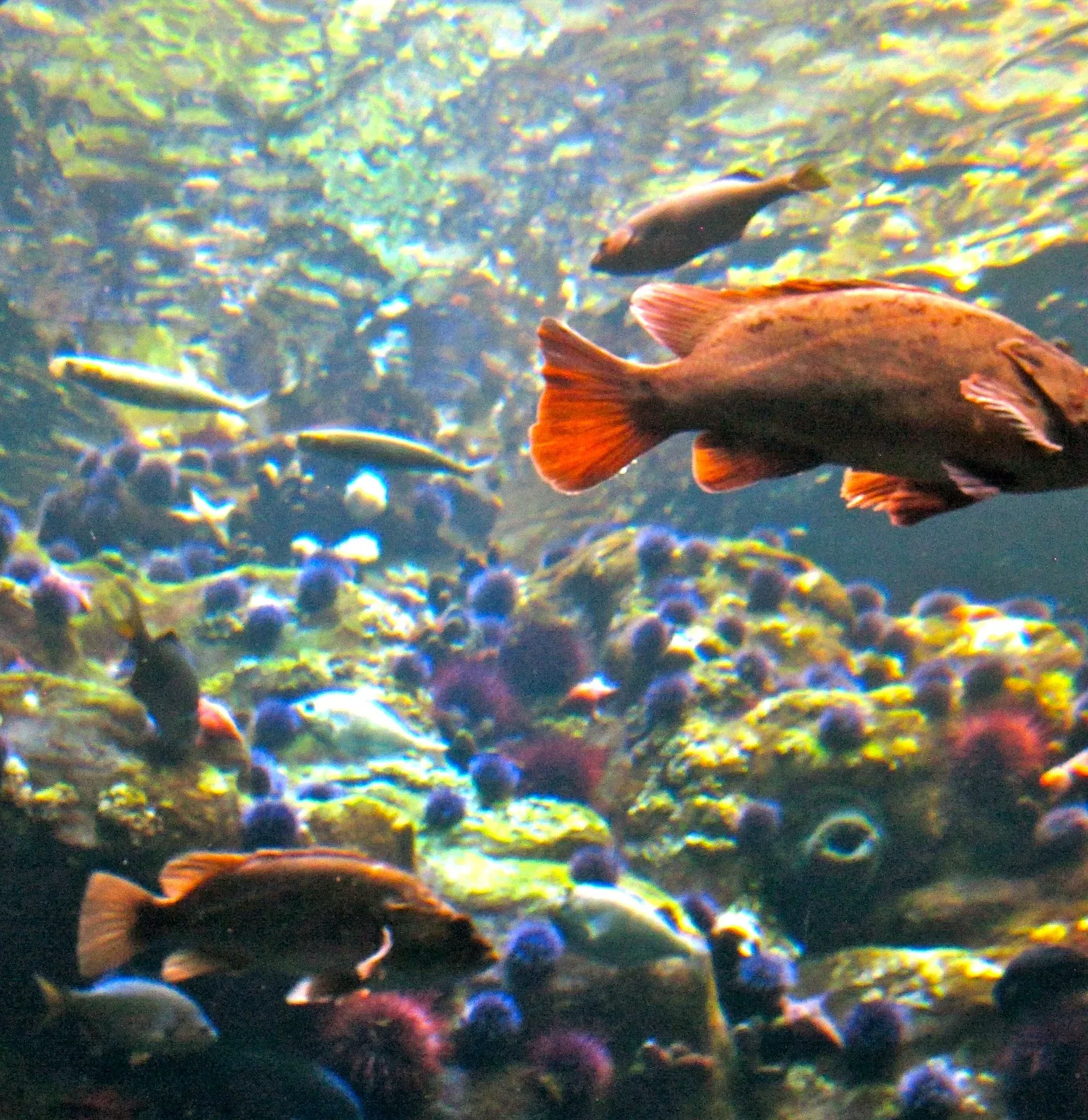 California Academy of Sciences