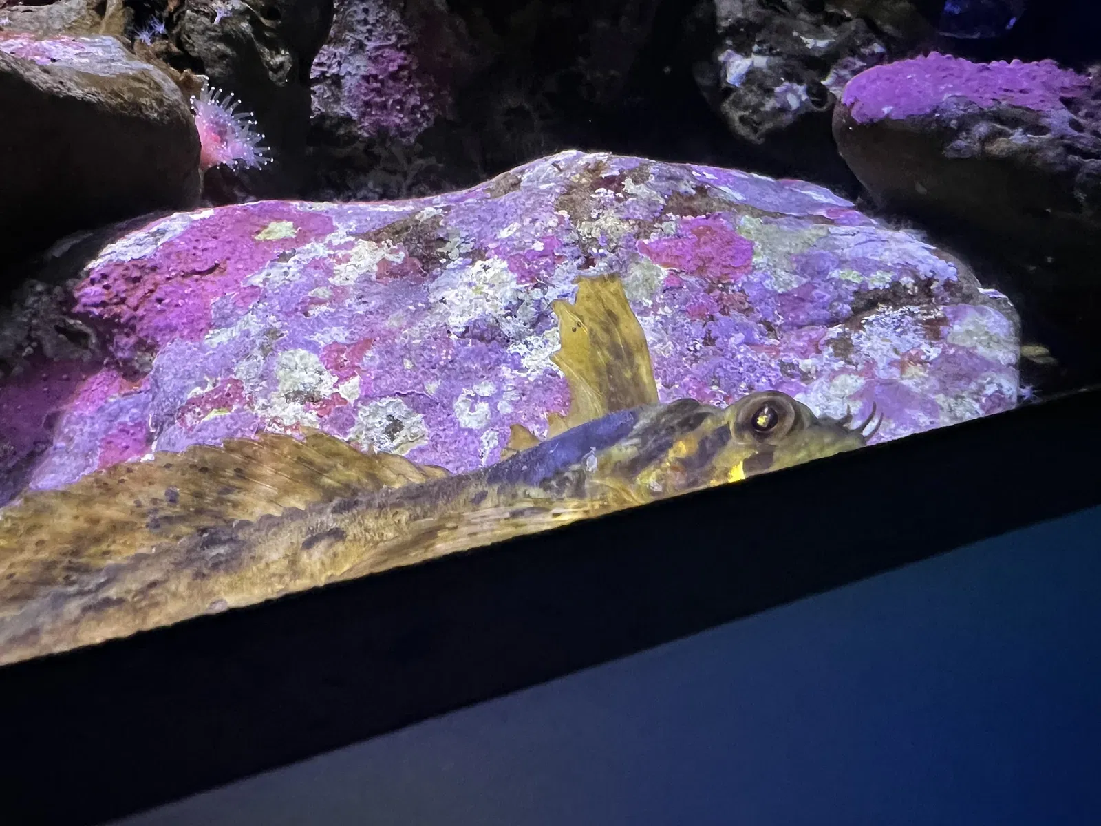 California Academy of Sciences