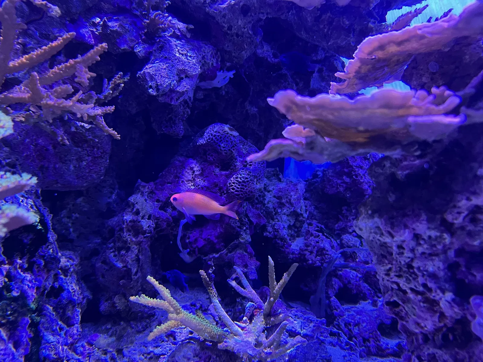 California Academy of Sciences