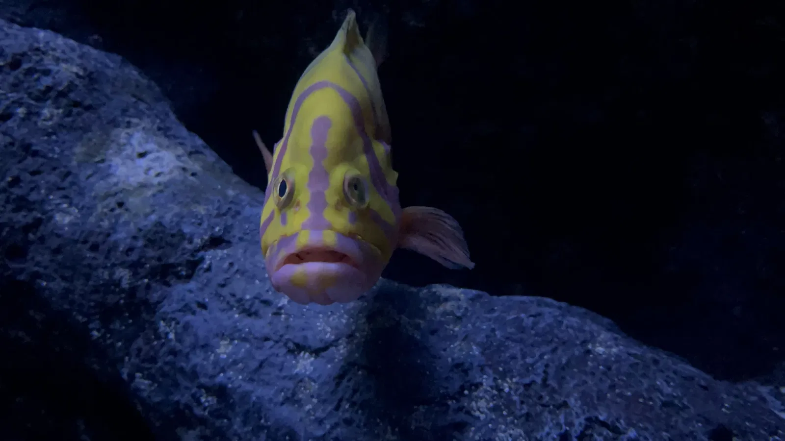 Academia de Ciencias de California