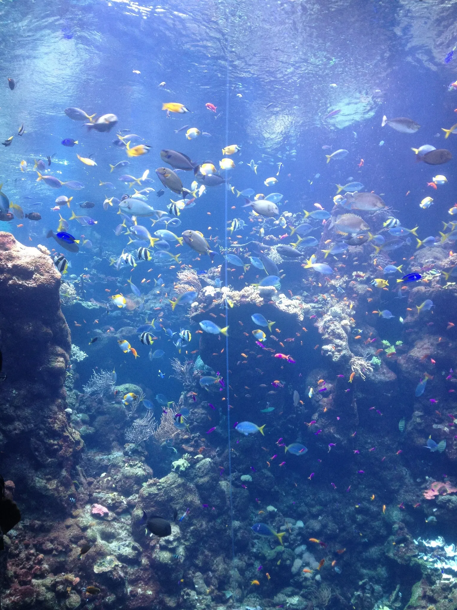Steinhart Aquarium