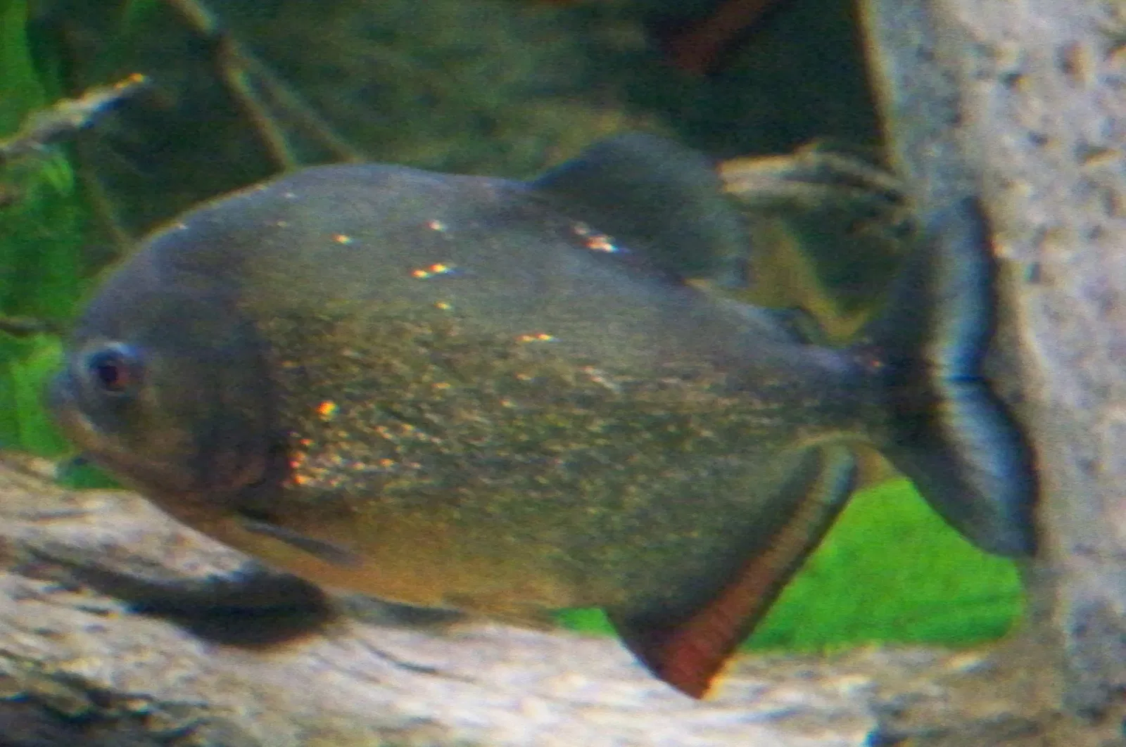 California Academy of Sciences