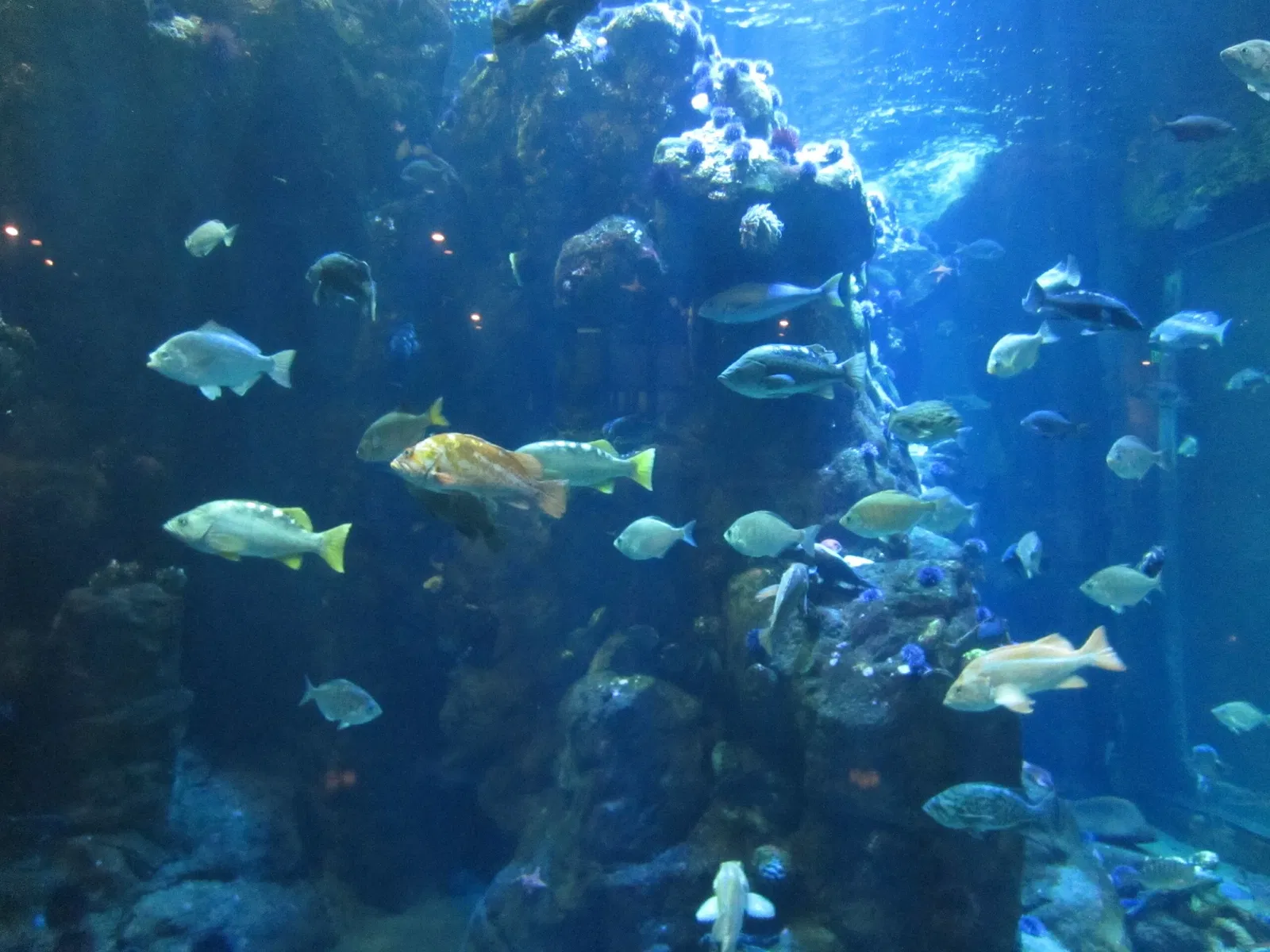 Steinhart Aquarium