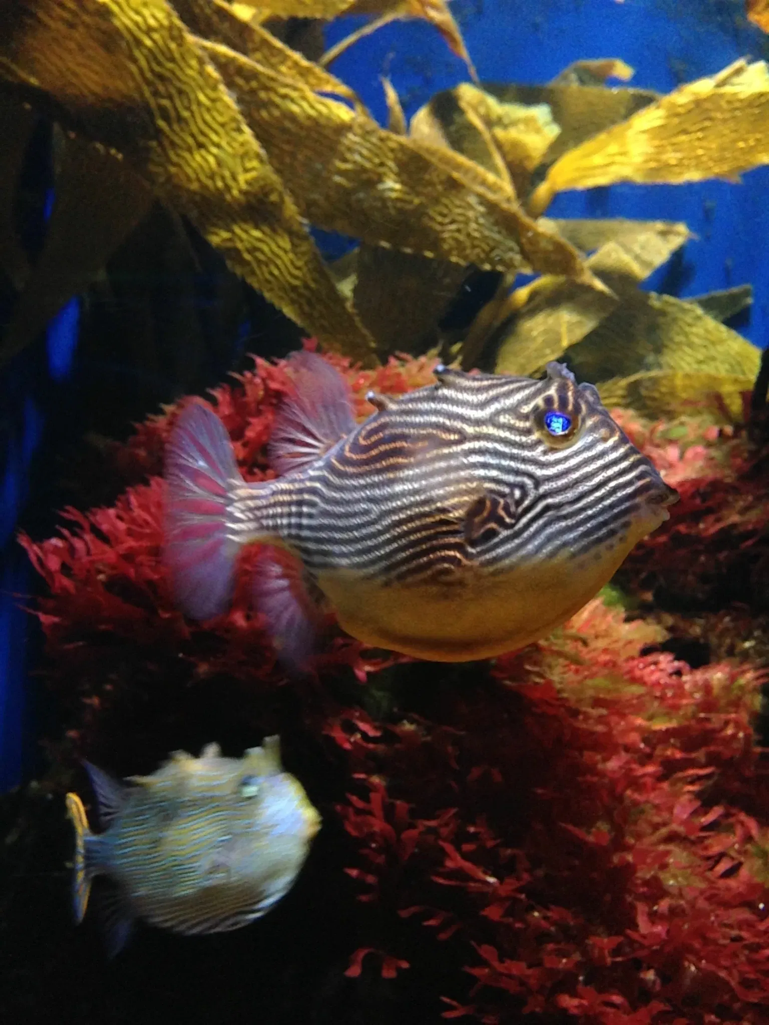 Steinhart Aquarium