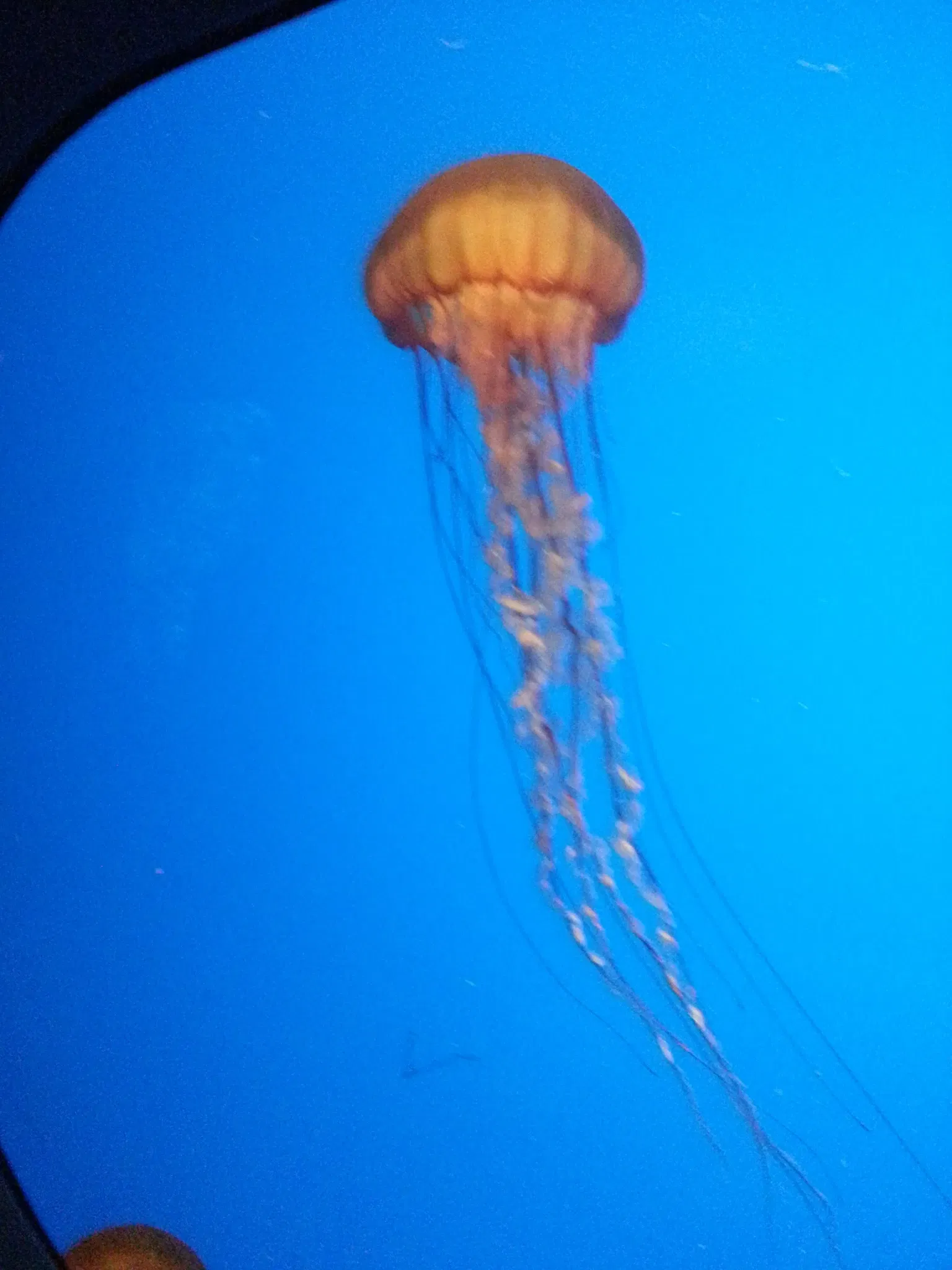 California Academy of Sciences
