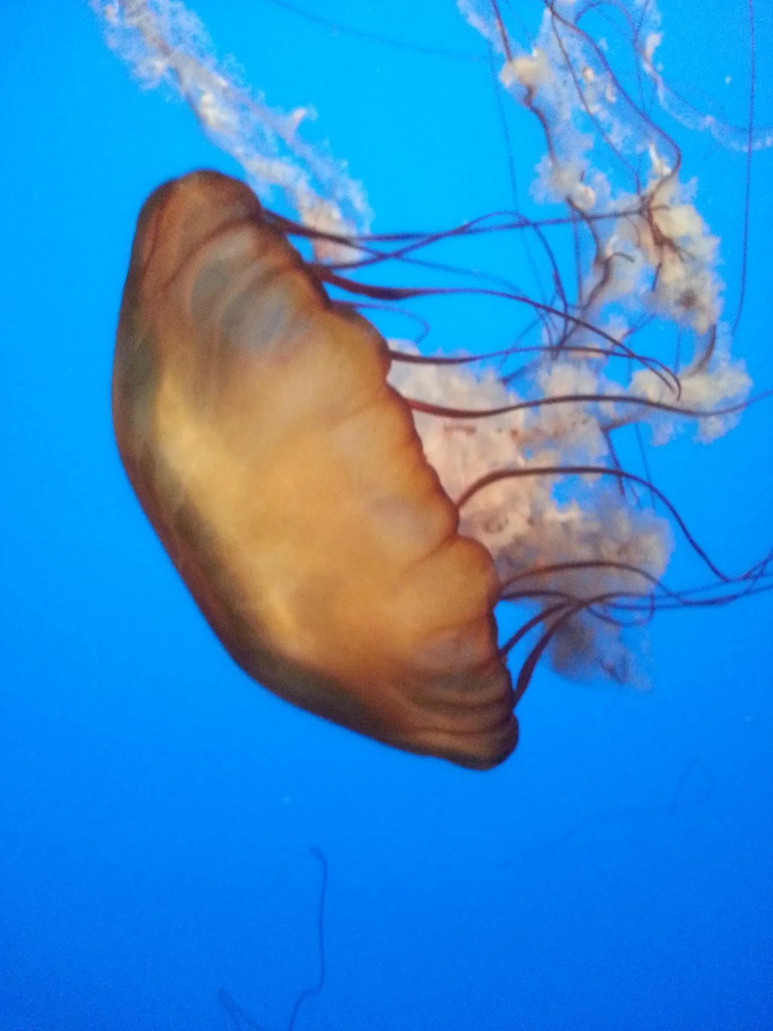 California Academy of Sciences