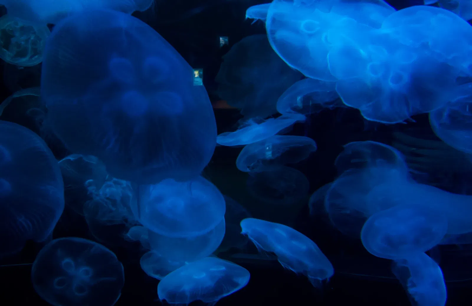 California Academy of Sciences