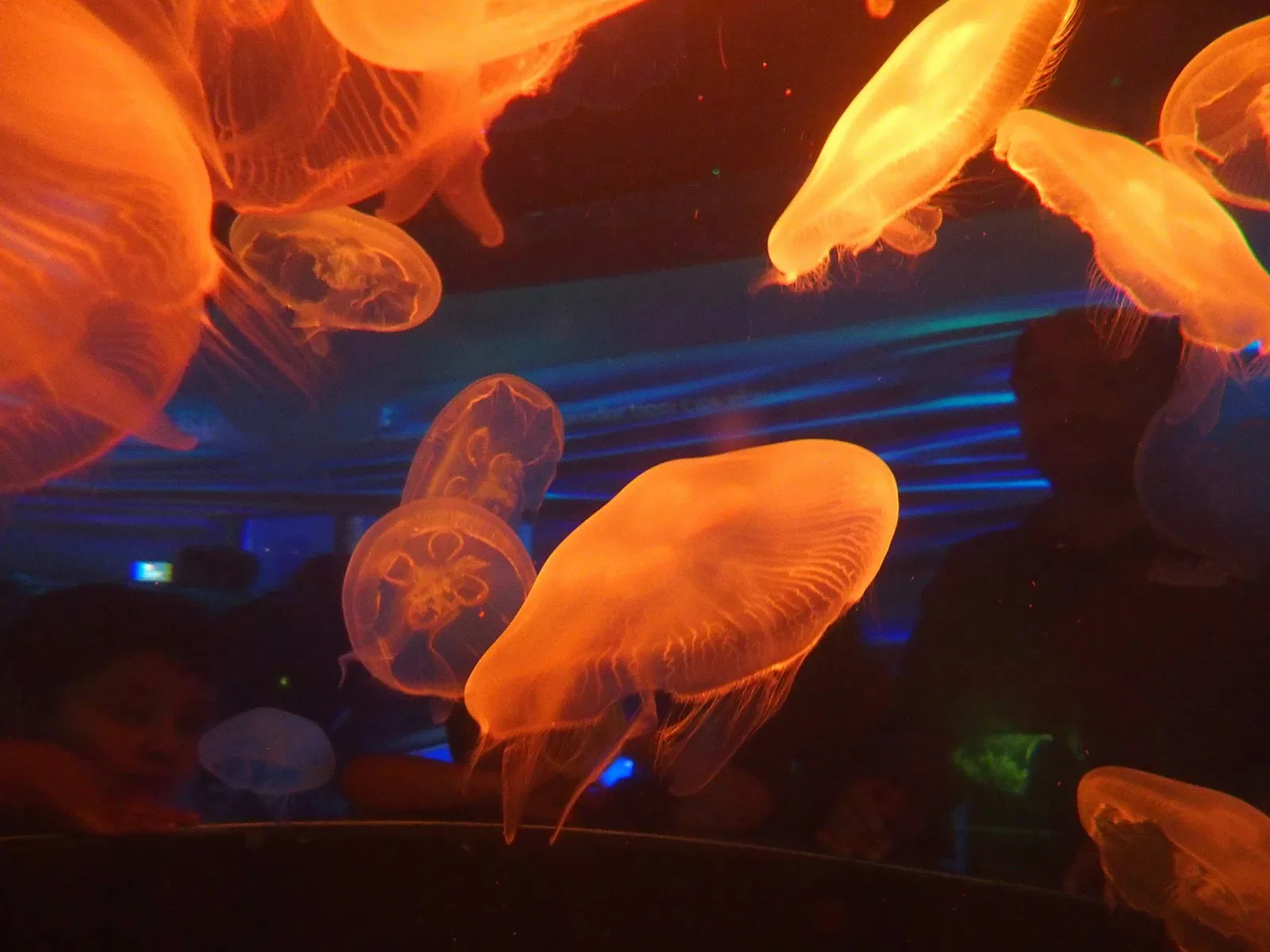 California Academy of Sciences