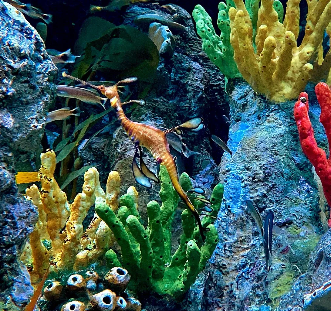 New England Aquarium