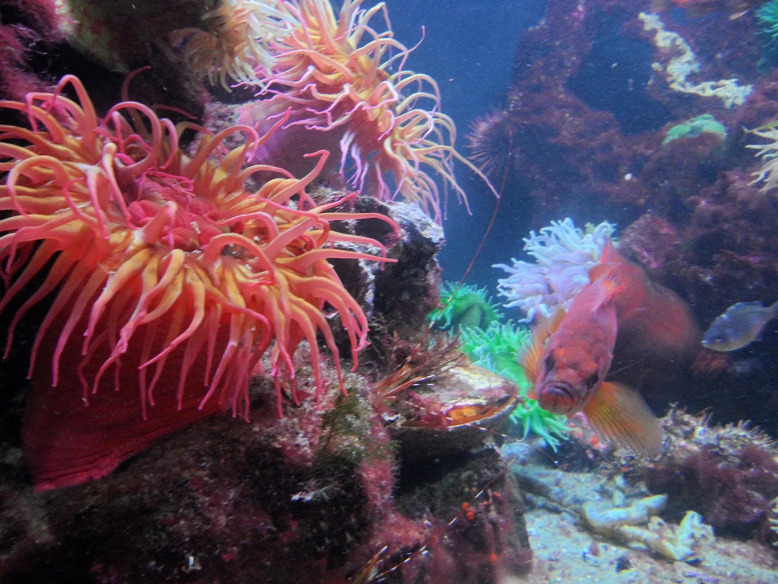 New England Aquarium