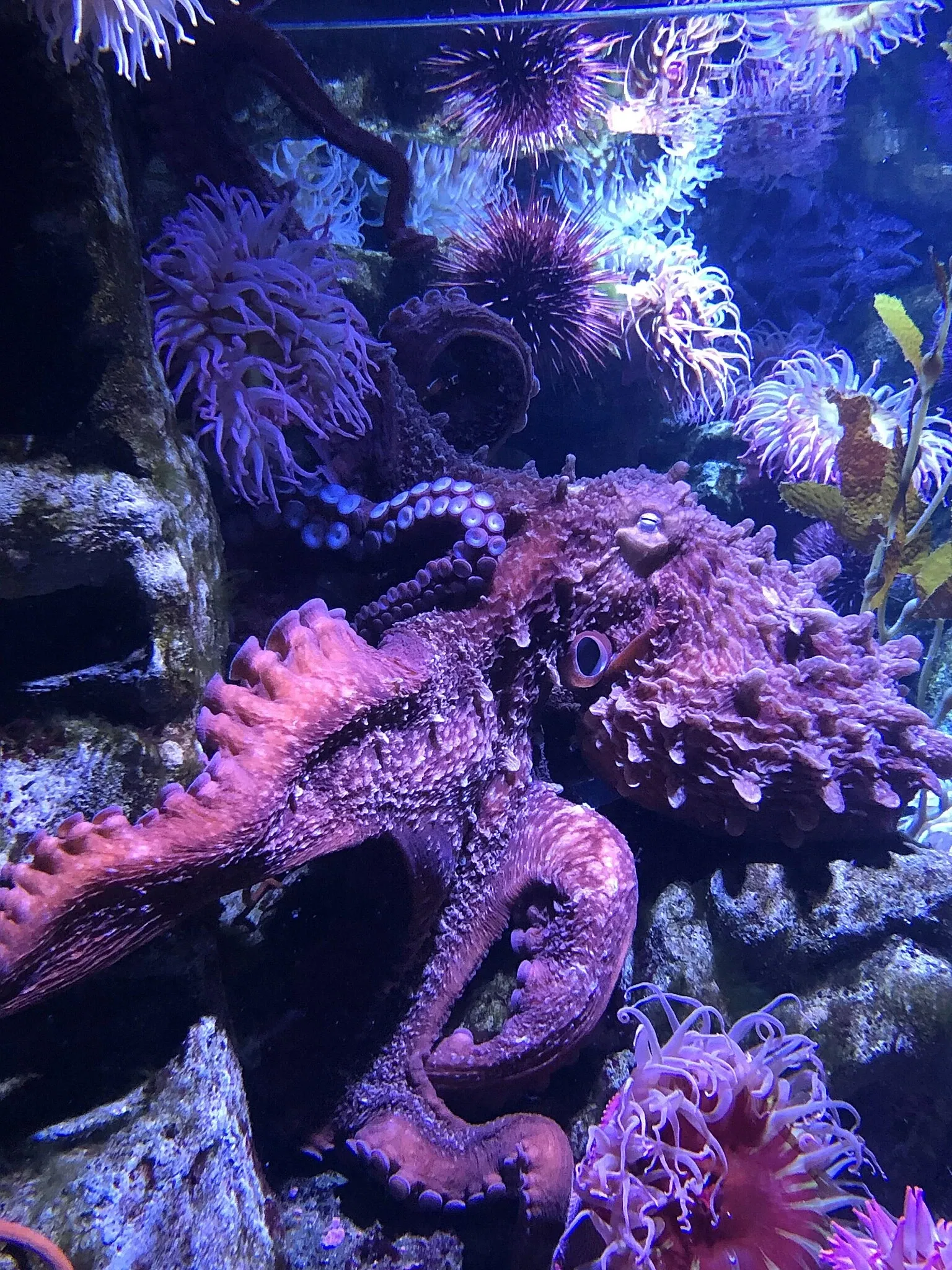 New England Aquarium