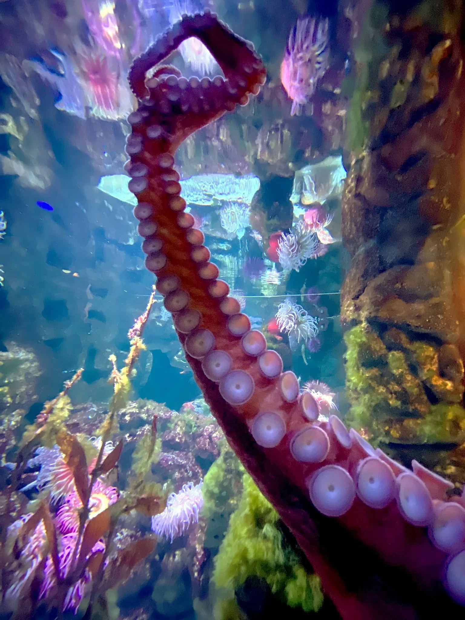 New England Aquarium